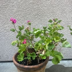 Plant - Zonal Geranium 