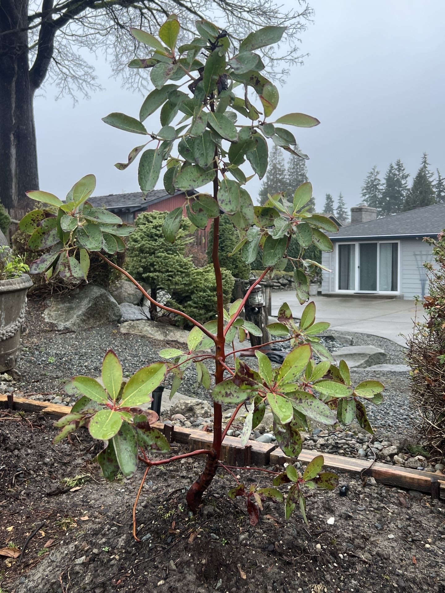 Great Description About Madrone Tree For Sale