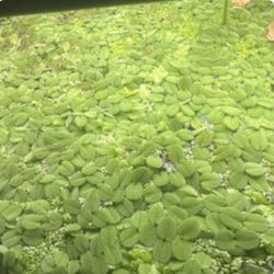 Salvina Plant For Fish Tank (read Description 