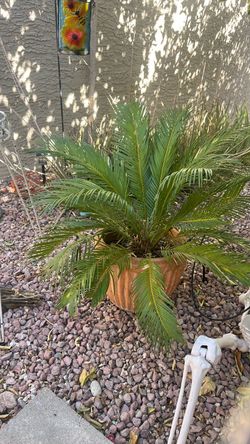 Pineapple palm in pot