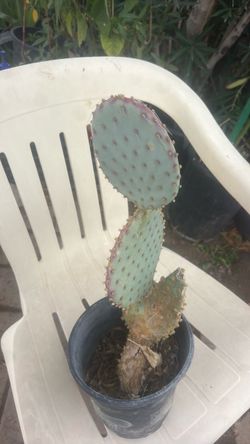 Apuntia cactus purple