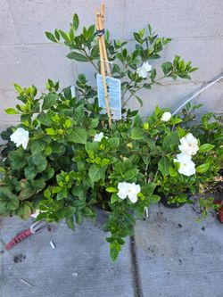 15 gallon gardenia Flowering bush