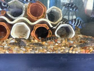 Aquarium Decoration