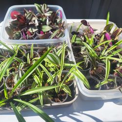 Small starter house plants