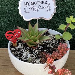 Succulent Mothers Day Display Bowl