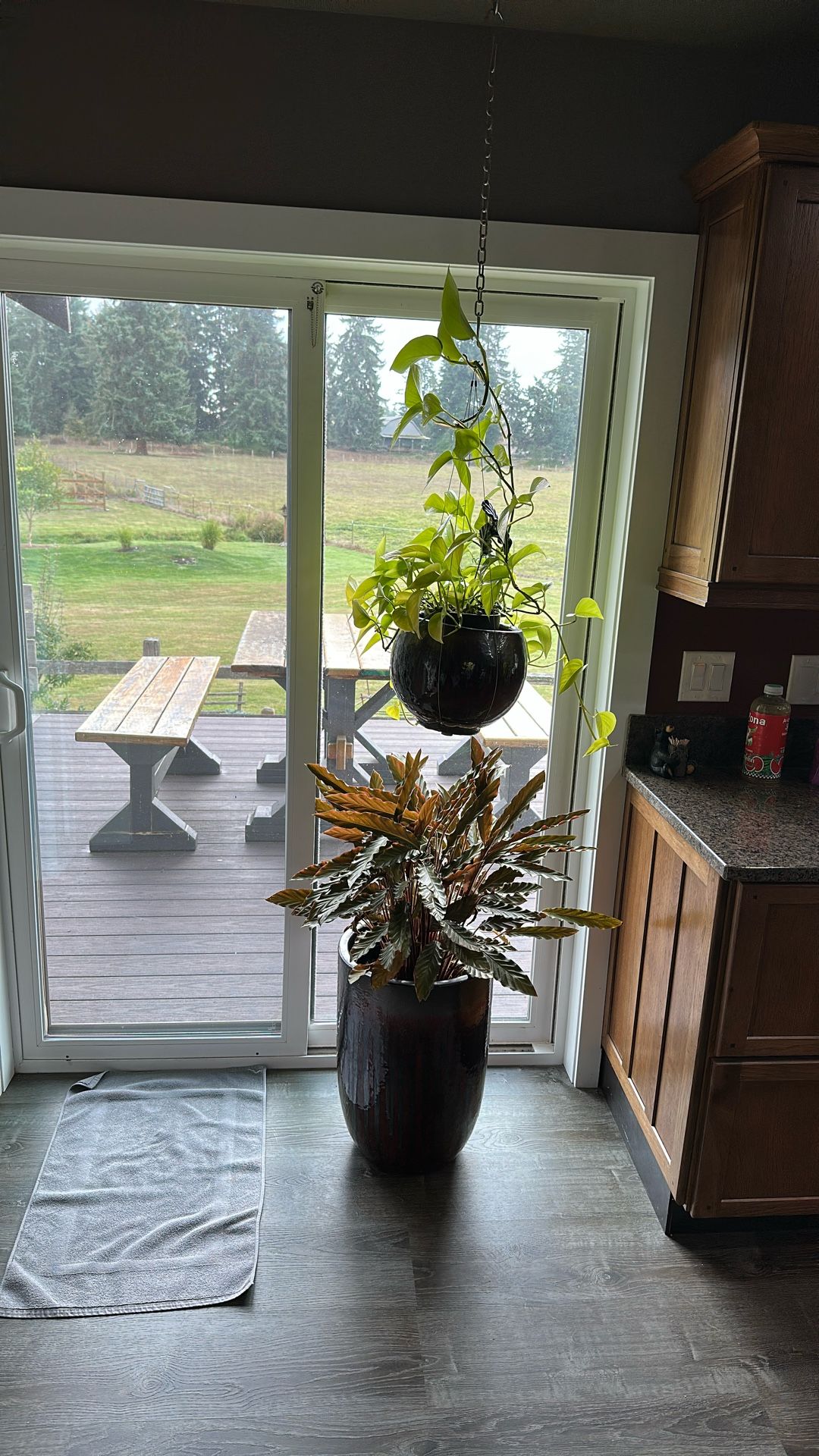 House Plants
