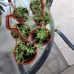 string of dolphin plant 