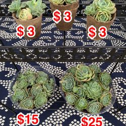 Flowering Succulents Hens n Chicks