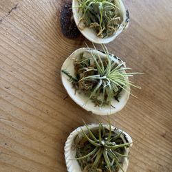 Air Plants In Shell $6 Each