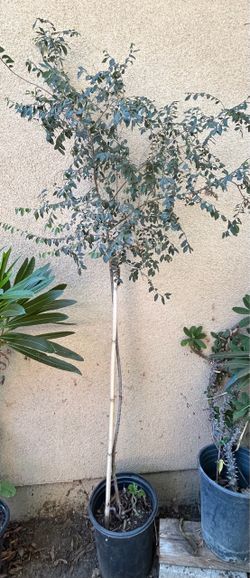 Olmo chino Árbol Para Sombra