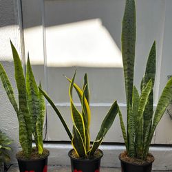 Nice Snake Plants Also Known As Sansevieria
