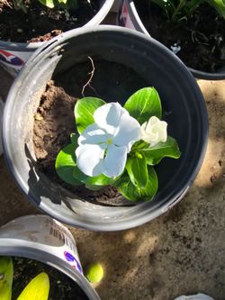 Vinca plant