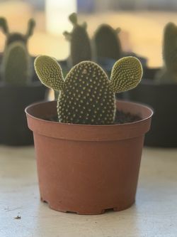 Bunny Ear Cactus (Opuntia microdasys)