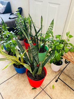 Plants for sale 15 each