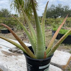 Aloe Plants In Pots