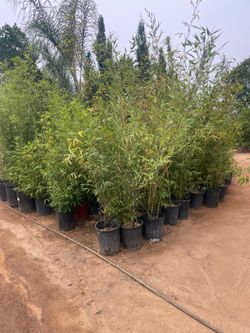 5 Gallon Size- Bamboo Plants- Multiple Varieties Available