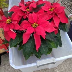 Noche Buena Grande $27