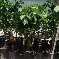 Orange Trees 🍊 Navel, Arizona Sweet, Moro Blood, Cara Cara Red Navel 4F The Tall $55 Each Price Firm!
