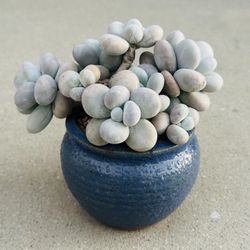 Succulents plants 🪴 