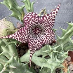 Stapelia Planta 