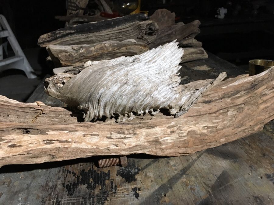 Fish driftwood root