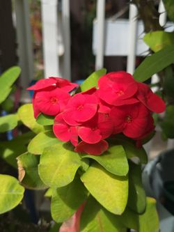 Planta Pequeña