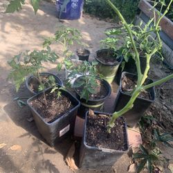 Tomato Plants For Sale !