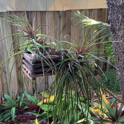 Tree Plant