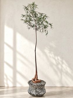 ~ 6 Ft. Tall Queensland Bottle Tree/ Brachychiton Rupestris (Planter Included) ‘Local LA Seller’