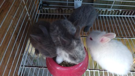 Comida Conejos , Jaulas , Pomos D Agua