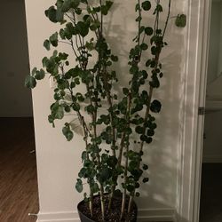 Plant Sale