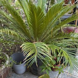 Palm Tree Today Only