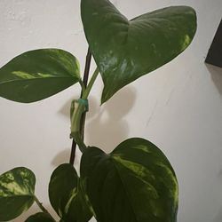Indoor Plant 🪴