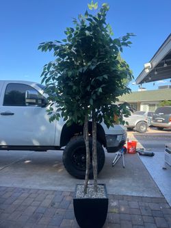 Large Ficus Tree in Black Planter