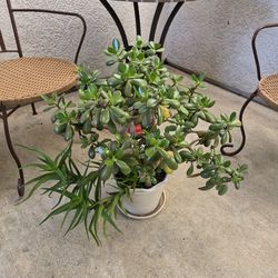 Jade plant