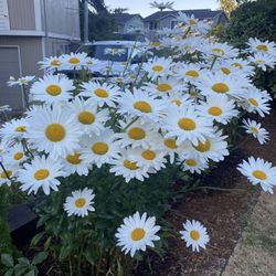 White Daisies Ready To Be Planted And Will Bloom This Year