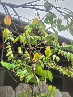 Star fruit  carambola  Kari super sweet