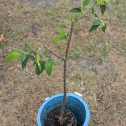Jamaican Cherry Tree (Strawberry cherry)
