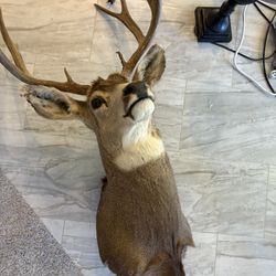 4 Stuffed Animal Heads