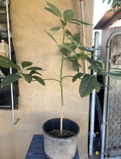 Árbol de Aguacate Hass