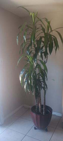 Tall plant 🌱 $120