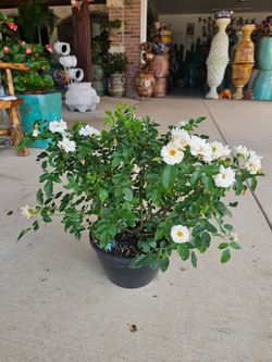 Popcorn Drift White Rose. It Smells Really Nice!