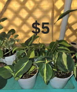Philodendron Brazil