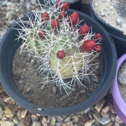 Assorted Dessert Plants