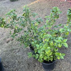 5 Gal Red Hibiscus 