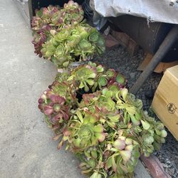 LOTS OF SUCCULENTS ALL FOR $20!