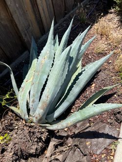 agave