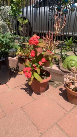 Crown Thorns Flower Red Plastic Red Pot 