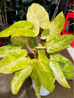 Big philodendron Painted Lady with moss pole and decorative pot