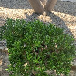 Succulent